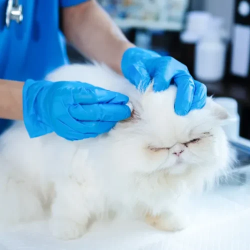 การดูแลสัตว์เลี้ยงป่วย : สัญญาณอันตรายที่ต้องรีบพบสัตวแพทย์