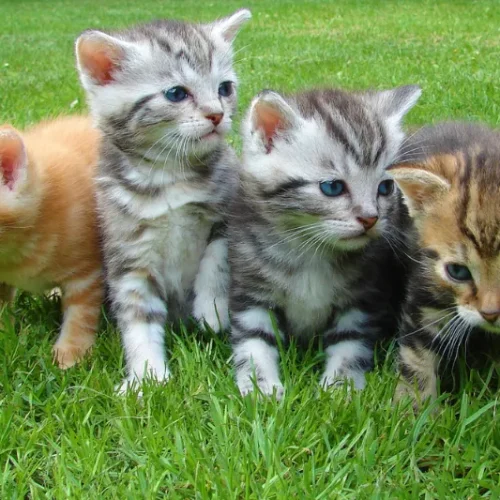 วิธีดูแลลูกแมวแรกเกิดให้แข็งแรง