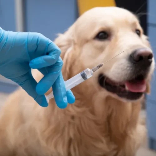 ตารางการฉีดวัคซีนที่เจ้าของสัตว์ควรรู้