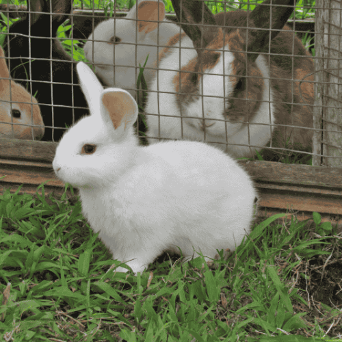 การป้องกันโรคไรขี้เรื้อนในกระต่าย : วิธีดูแลที่เจ้าของควรทำ
